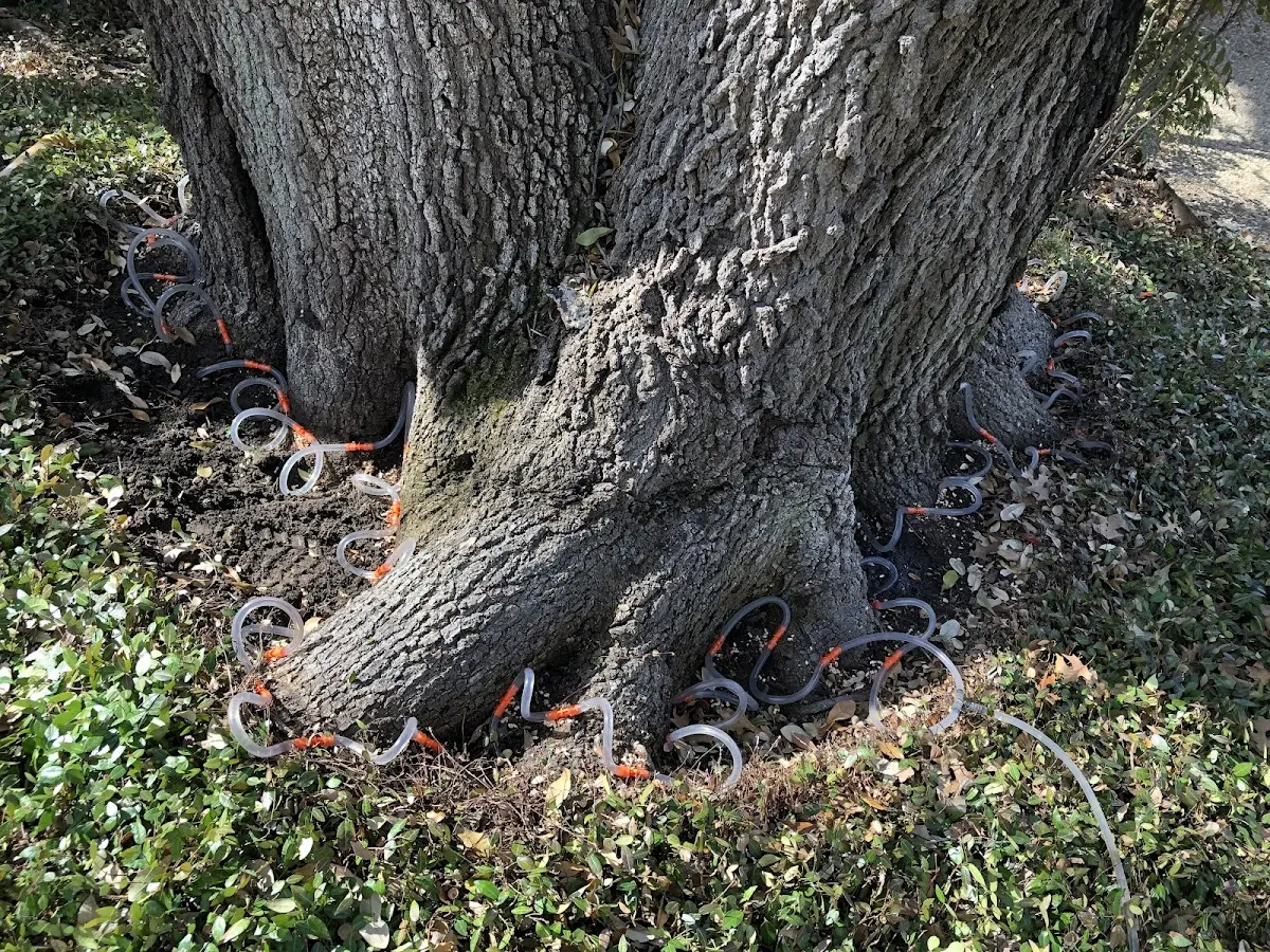Detailed Tree Cabling and Bracing job site in Van Horn