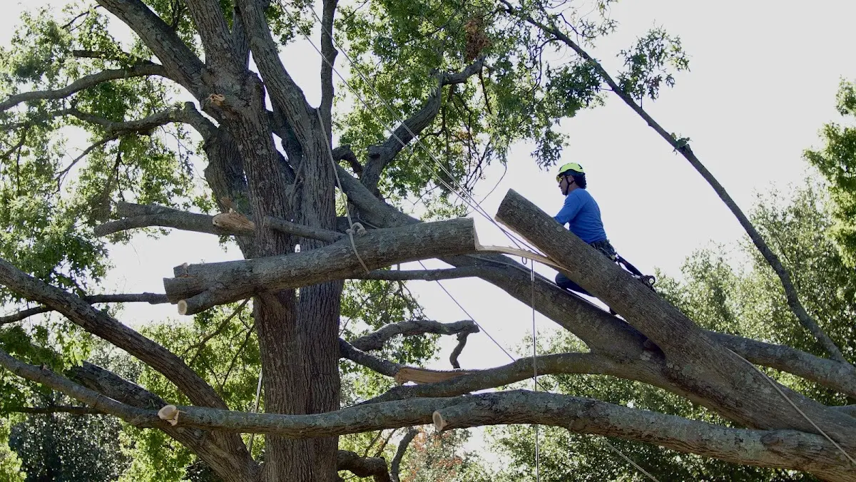 Professional Crown Thinning performed by certified arborists in Van Horn