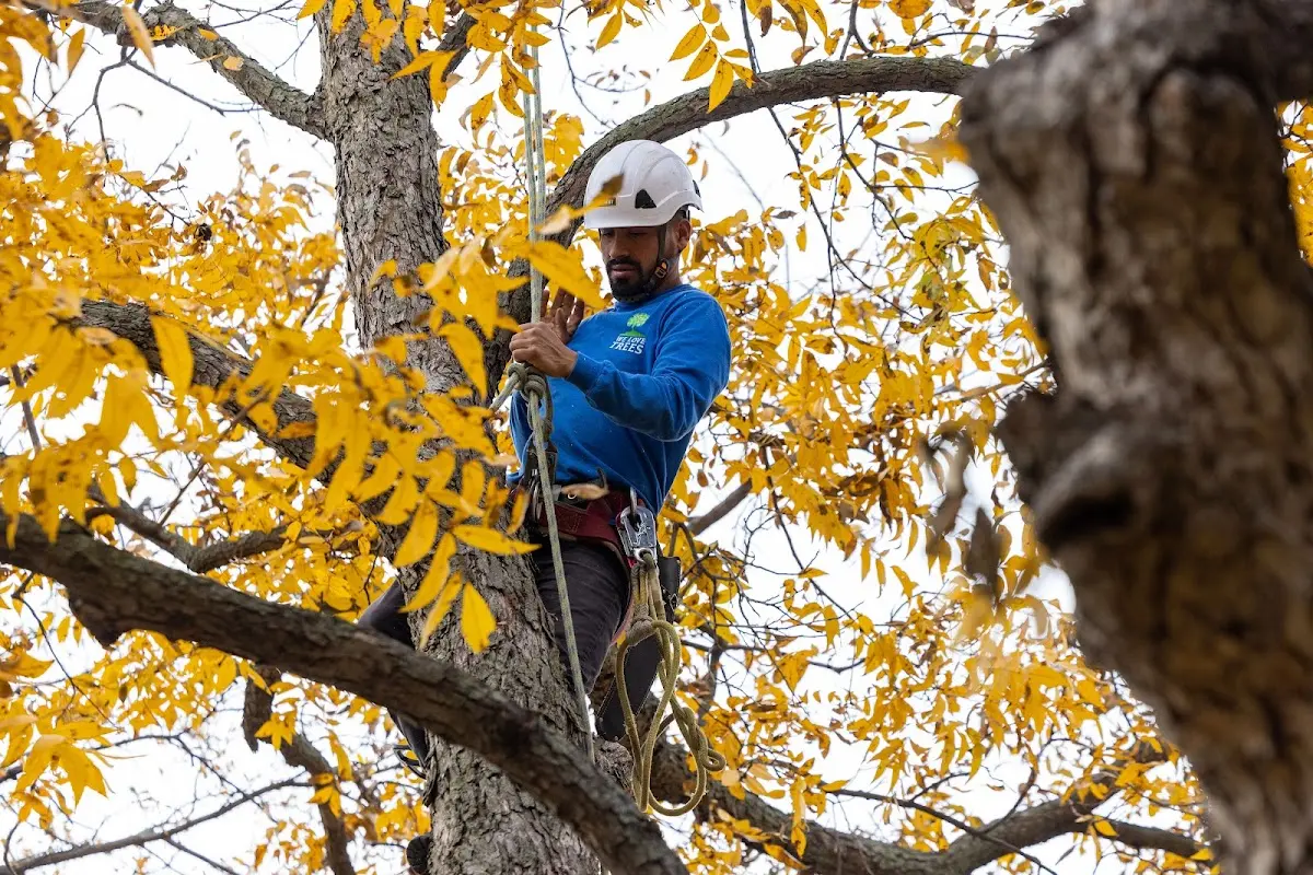 Skilled Tree Pruning crew working in Van Horn